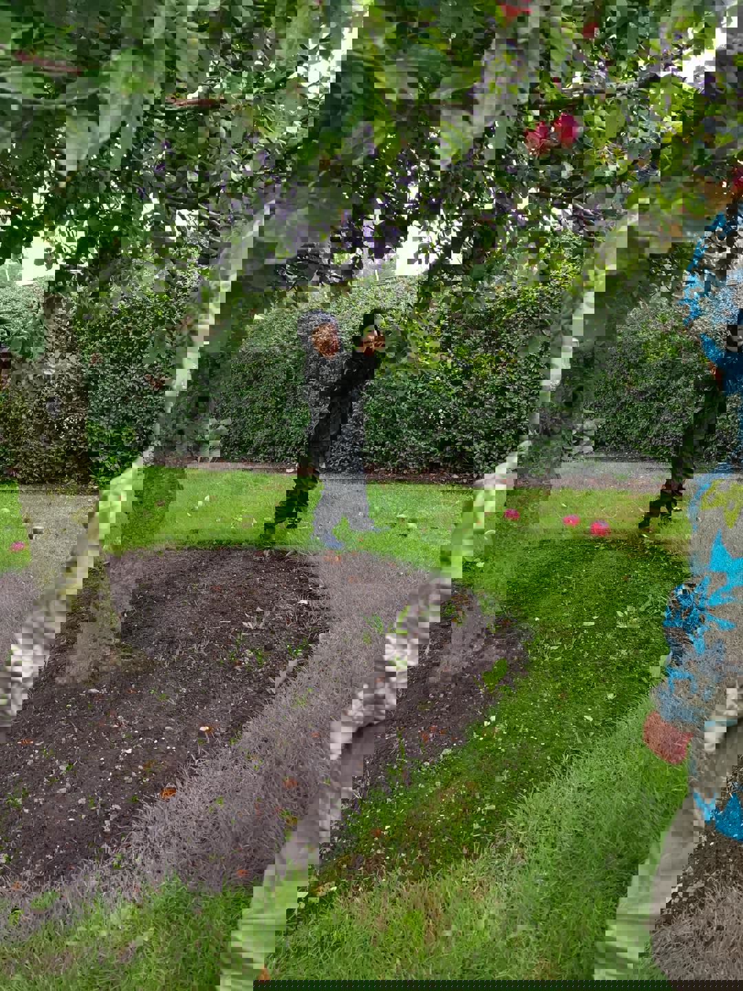 Et to årigt barn plukker et æble.