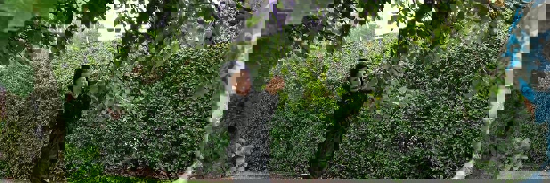 Et to årigt barn plukker et æble.